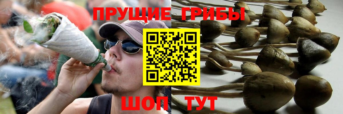 Галлюциногенные грибы GOLDEN TEACHER  Вход с VPN  Чебаркуль  Псилоцибиновые грибы прущие грибы 